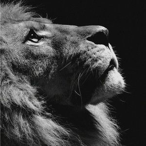 Lion Art Print - Side View of Face- Black and White- 8”x11.5” or Smaller.